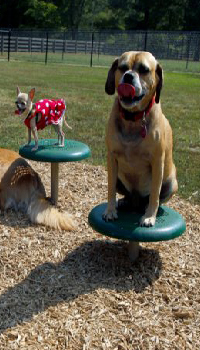 Bark Park